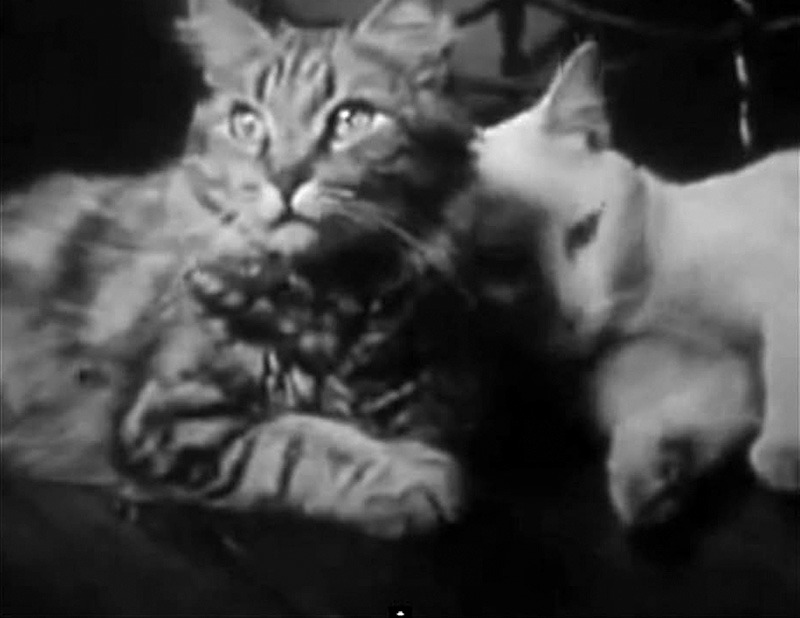 THE PRIVATE LIFE OF A CAT • ALEXANDER HAMMID & MAYA DEREN